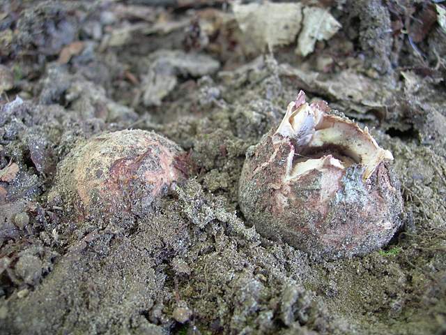 Funghi degli areali esposti